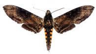 Manduca duquefi  Haxaire & Vaglia, 2007
