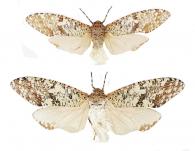 Phenax variegata (Olivier, 1791)  ♂ & ♀