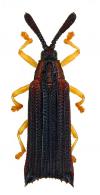 Heptachispa bilineatithorax (Pic, 1929)