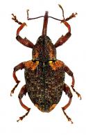 Conotrachelus quadrinotatus  Fåhraeus, 1837