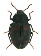 Platydema sp5