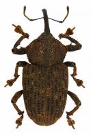 Homalinotus depressus  (Linné, 1758)