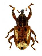 Cryptorhynchinae Gen sp49