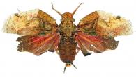 Fulgoridae Gen sp24