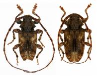 Penaherreraus pradosiae  (Tavakilian & Penaherrera-Leiva, 2003)  ♂ & ♀