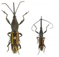Nemorhinus myrmecophagus  (Herbst 1797) ♂ & ♀