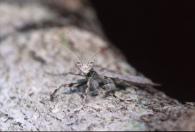Mantidae Gen sp