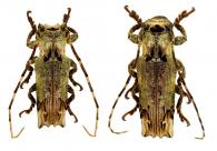 Ecthoea quadricornis  (Olivier, 1795)   ♂ & ♀