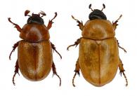 Cyclocephala testacea  Burmeister, 1847 ♂ & ♀
