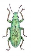 Entiminae Gen sp15