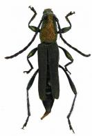Chrysommata keithi  (Penaherrera-Leiva & Tavakilian, 2003)
