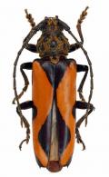 Metacriodion pictum  (Waterhouse, 1880) 