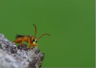 Odontocera furcifera