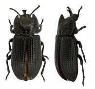 Antimachus sp3
