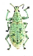 Compsus argyreus  (Linné, 1758)