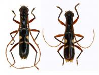 Gnomidolon picipes  Bates, 1870 ♂ & ♀