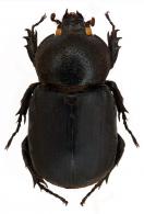 Palaeophileurus fallax  Dechambre, 1997