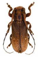 Trestoncideres laterialba  Martins & Galileo, 1990