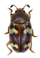 Mycotretus floriger Lacordaire, 1842