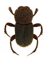 Eurysternus ventricosus Gill, 1990