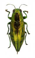 Eudiana sp1