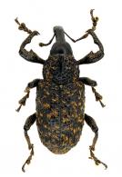Curculionidae Gen sp121