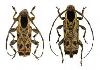 Colobothea macularis  (Olivier, 1792)   ♂ & ♀