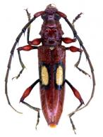 Stizocera poeyi  (Guérin-méneville, 1838)