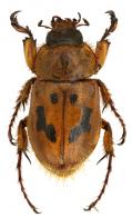 Cyclocephala brittoni Endrödi, 1964