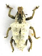 Phaedropus candidus (Fabricius, 1775)