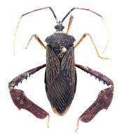 Acanthocephala latipes (Drury, 1782)