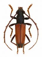 Hamaederus fragosoi   Martins & Monné, 2002