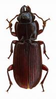 Homalomorpha castanea Brulle, 1835