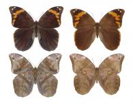 Catoblepia xanthus xanthus (Linné, 1758)  ♂ & ♀