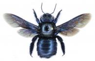 Xylocopa (Schonnheria) lucida  Smith, 1874