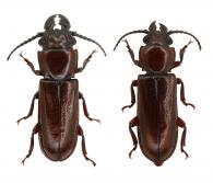 Acutandra punctatissima  (Thomson, 1861)  ♂ & ♀