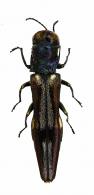 Agrilus kapiriensis Curletti & Brûlé, 2013