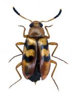 Poecilesthus biundulatus Pic, 1918