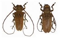 Oncideres digna  Bates, 1865  ♂ & ♀