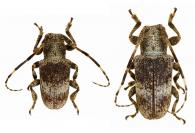 Lydipta senicula  (Bates, 1865)  ♂ & ♀