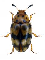 Mycotretus scitulus Lacordaire, 1842