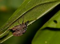 Curculionidae Gen sp