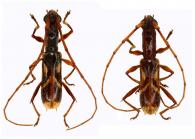 Gnomidolon musivum  (Erichson, 1847) ♂ & ♀