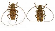 Nyssodrysternum flavoguttatum Monné & Tavakilian, 2011  ♂ & ♀