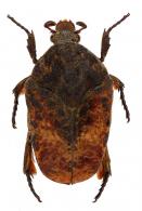 Gymnetis pardalis (Gory & Percheron, 1833)
