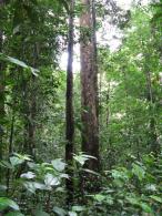 Forêt primaire 