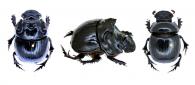 Dichotomius boreus (Olivier, 1789) ♂ & ♀