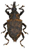 Cratosomus plurituberatus Emden, 1933