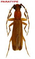 Atenizus apicalis  Dalens & Touroult, 2014 PARATYPE