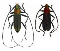 Orthostoma chryseis  (Bates, 1870)  ♂ & ♀